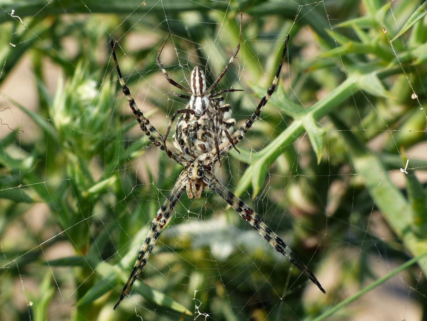 Coppia di Argiope lobata - Palau (OT)